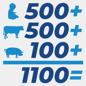 500+ na krowę tucznika i dziecko - Męska Koszulka Biała