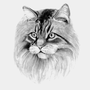 Kot Pers - Męska Koszulka Biała