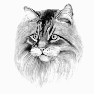 Kot Pers - Poduszka Biała