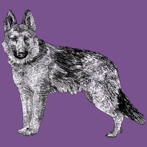 Pies - Damska Koszulka Fioletowa