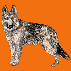 Pies - Damska Koszulka Pomarańczowa