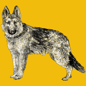 Pies - Damska Koszulka Żółta