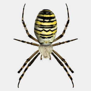 Tygrzyk pająk - Męska Koszulka Biała