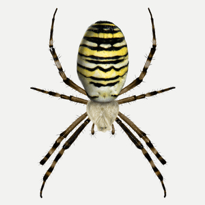 Tygrzyk pająk - Damska Koszulka Biała