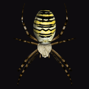 Tygrzyk pająk - Męska Koszulka Czarna