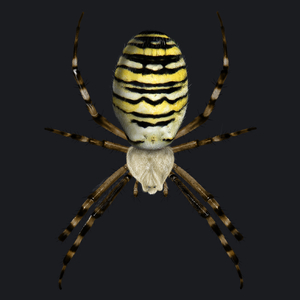 Tygrzyk pająk - Damska Koszulka Czarna