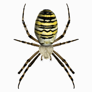 Tygrzyk pająk - Poduszka Biała